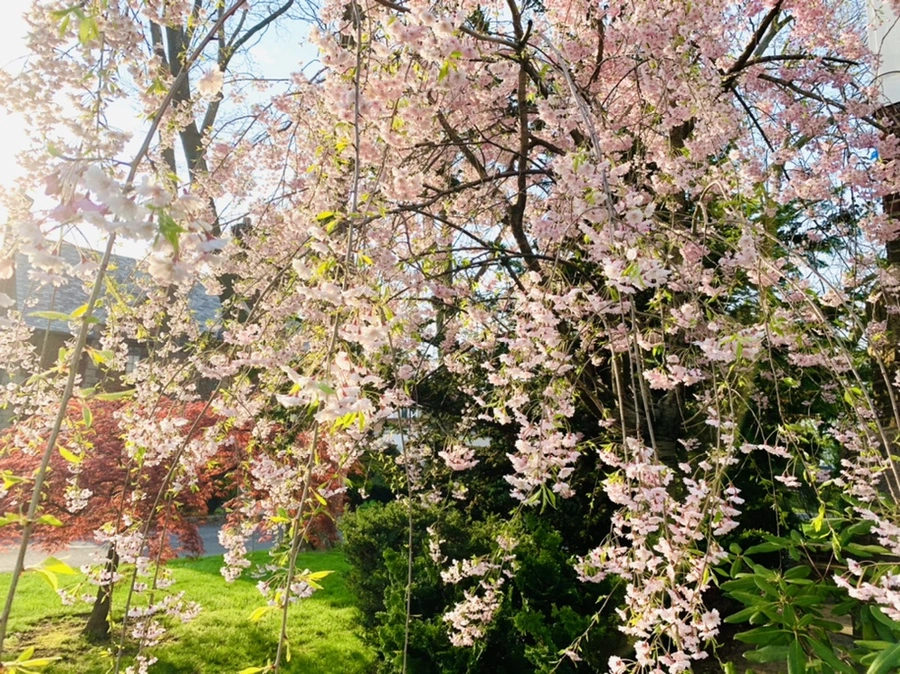 IMG_3775.jpg?type=w966