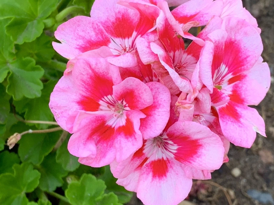 IMG_5271.jpg?type=w966