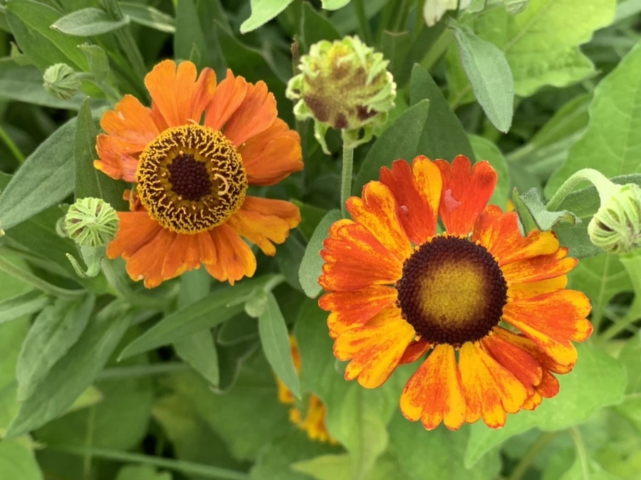 IMG_5993.jpg?type=w966