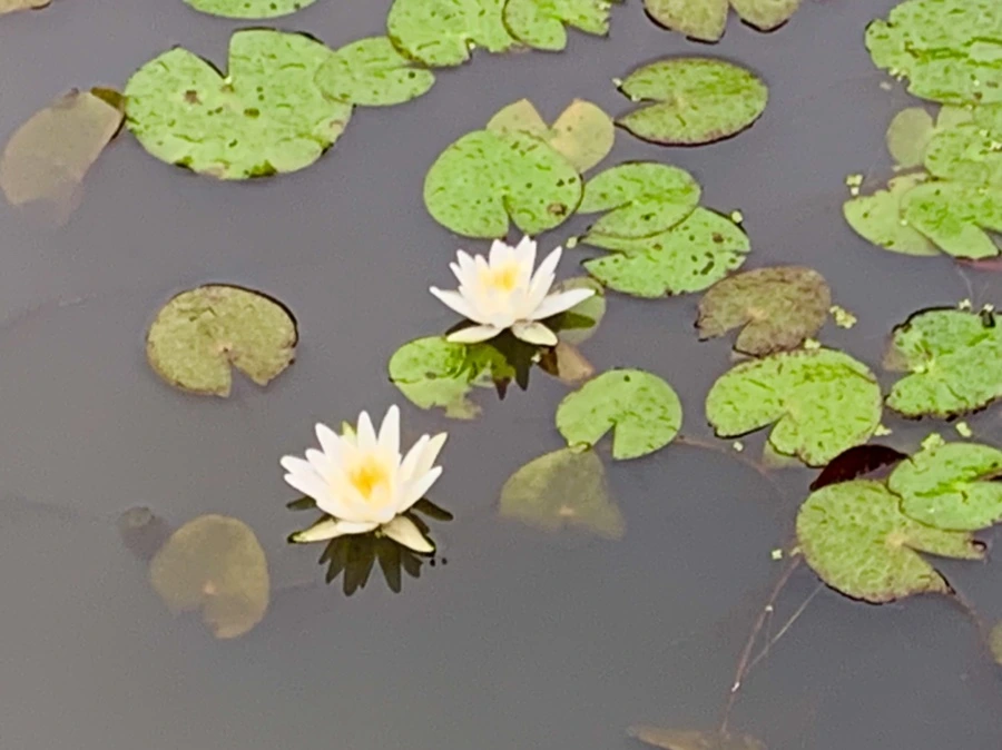 IMG_4590.jpg?type=w966