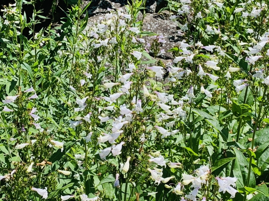 IMG_4708.jpg?type=w966