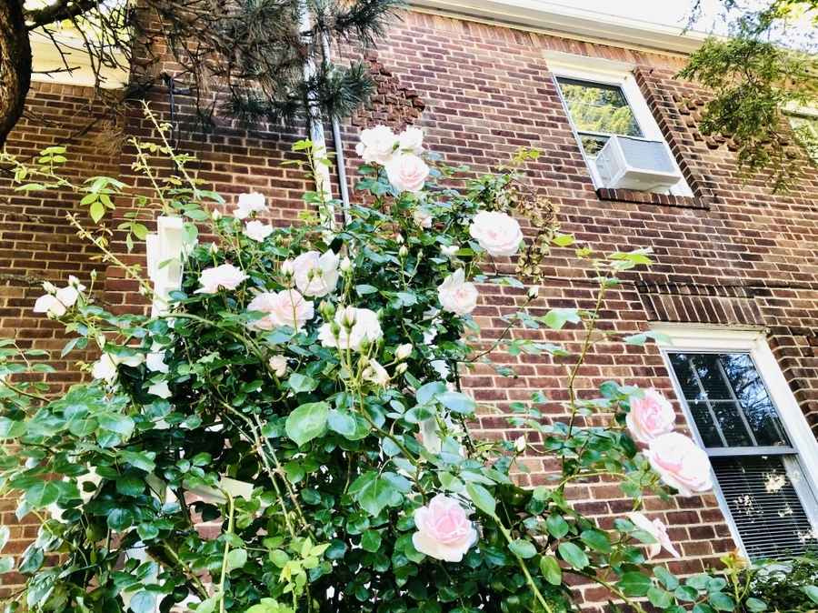 IMG_8649.jpg?type=w966