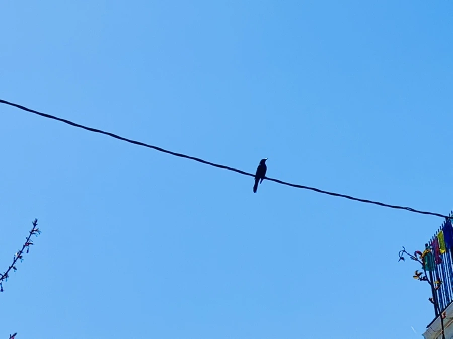 IMG_7669.jpg?type=w966