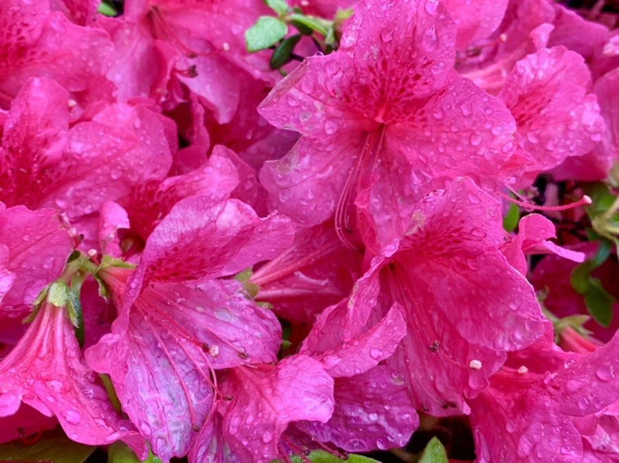 IMG_9333.jpg?type=w966