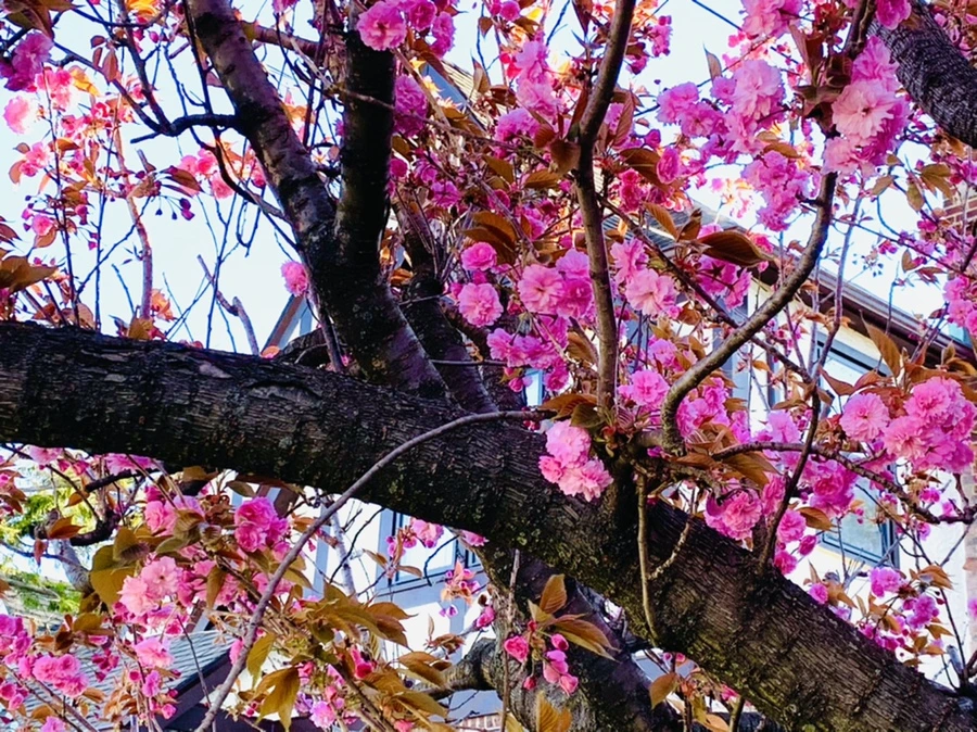 IMG_4195.jpg?type=w966