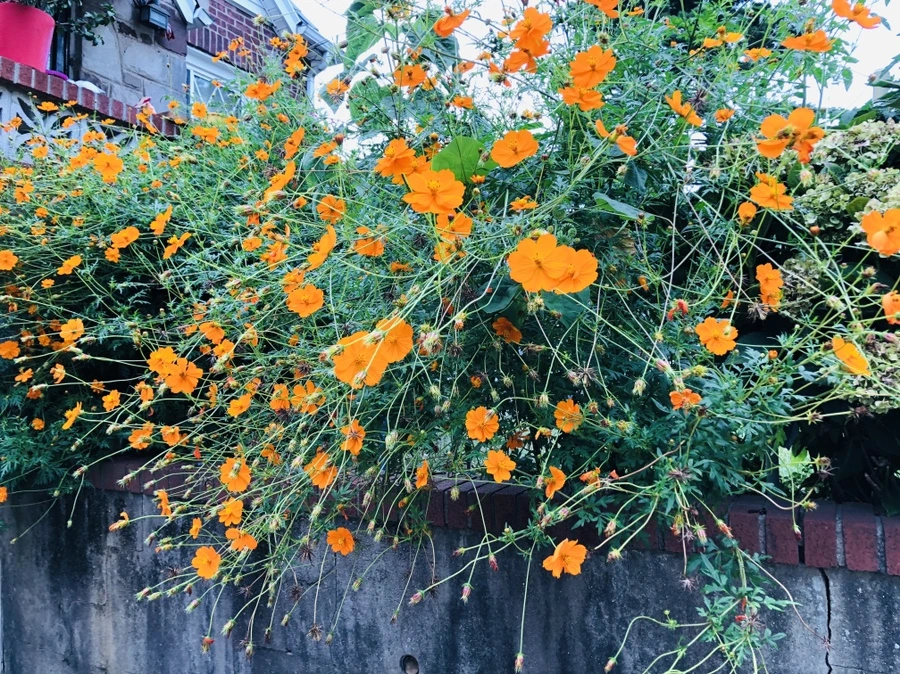 IMG_8908.jpg?type=w966