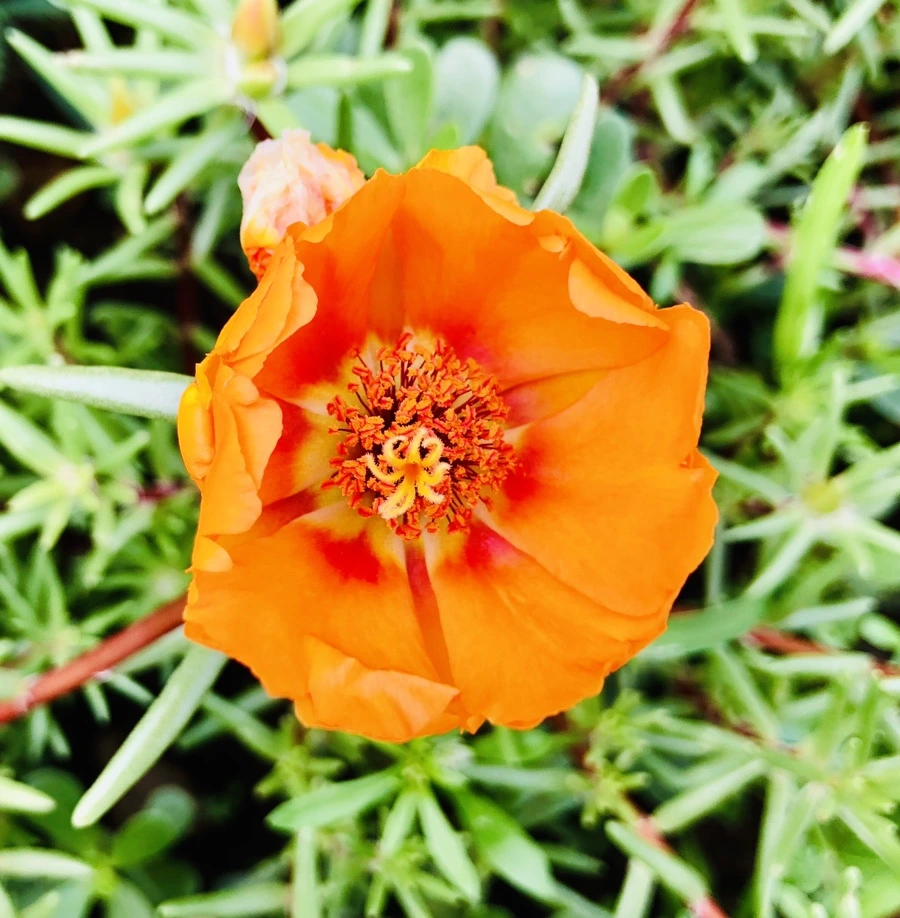 IMG_1443.jpg?type=w966