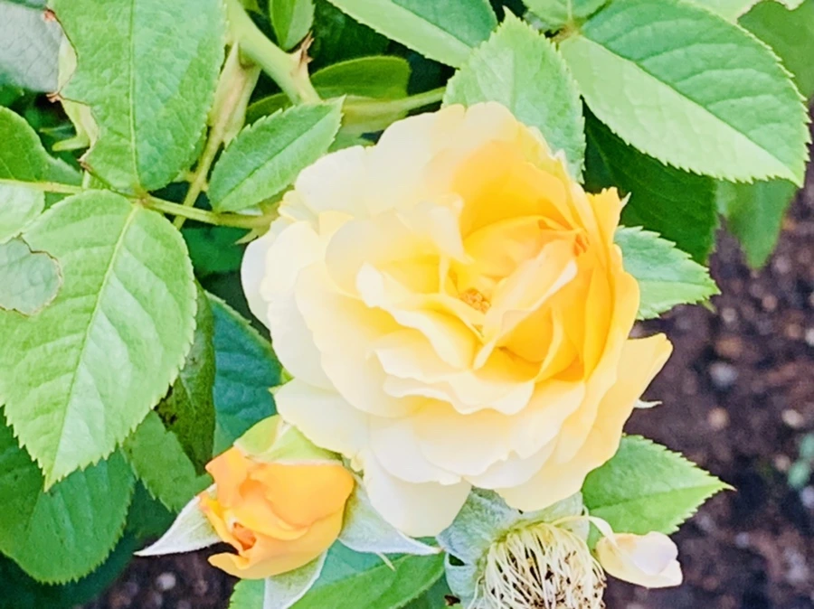 IMG_2935.jpg?type=w966