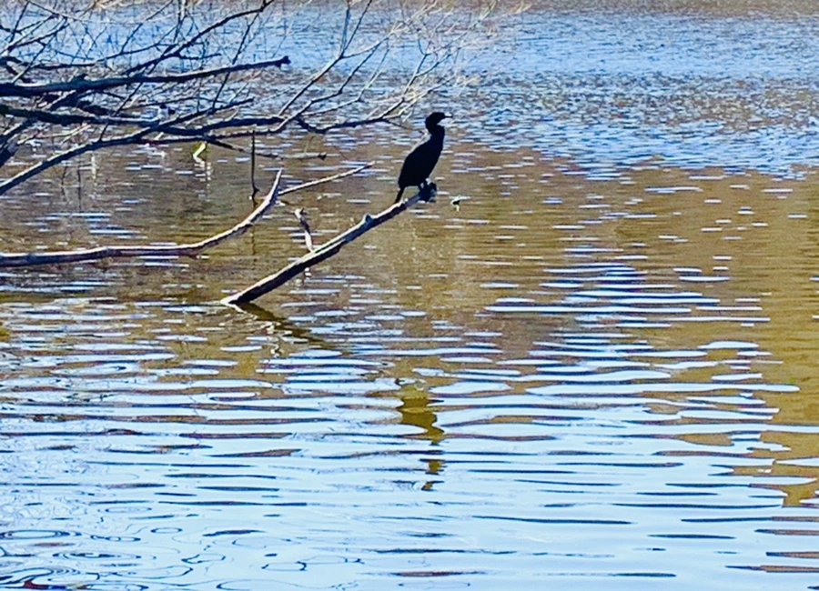 IMG_0713.jpg?type=w966