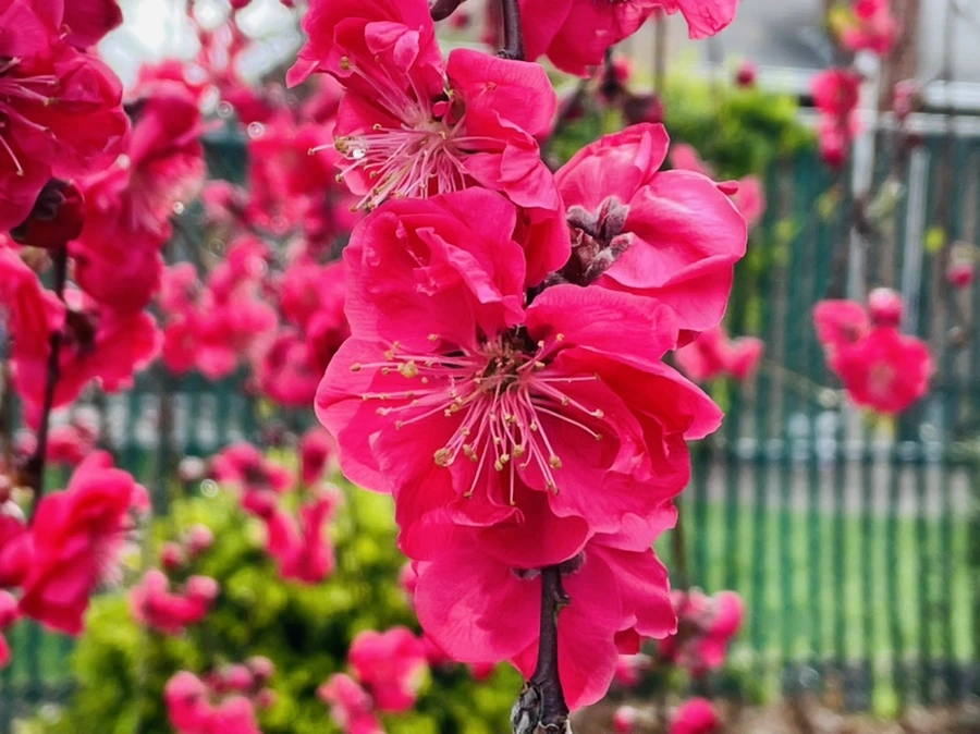 IMG_1262.jpg?type=w966