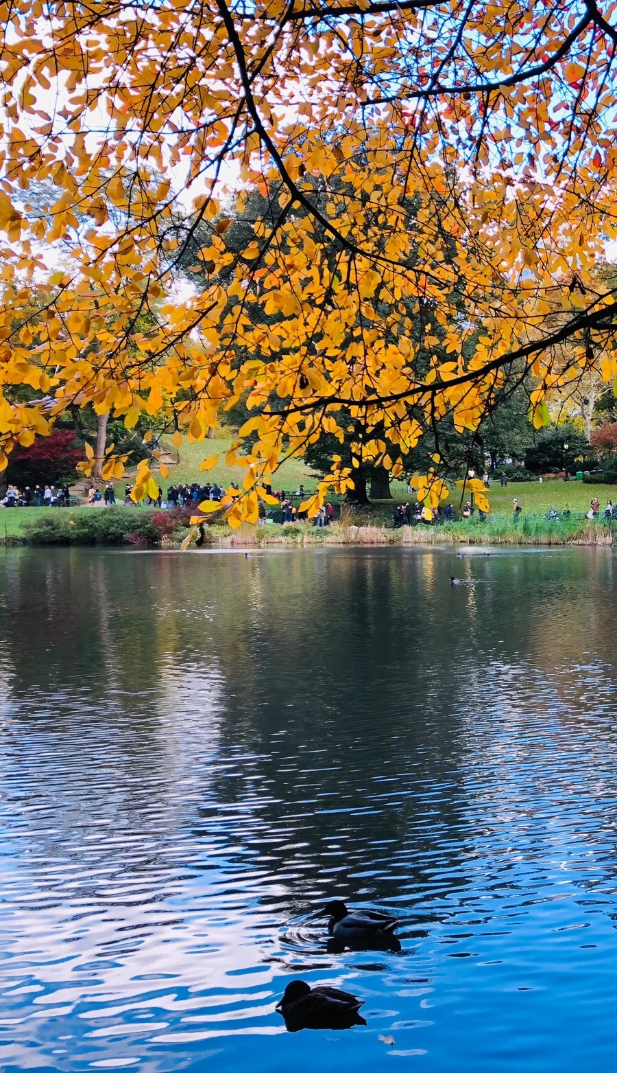 IMG_7300.jpg?type=w966