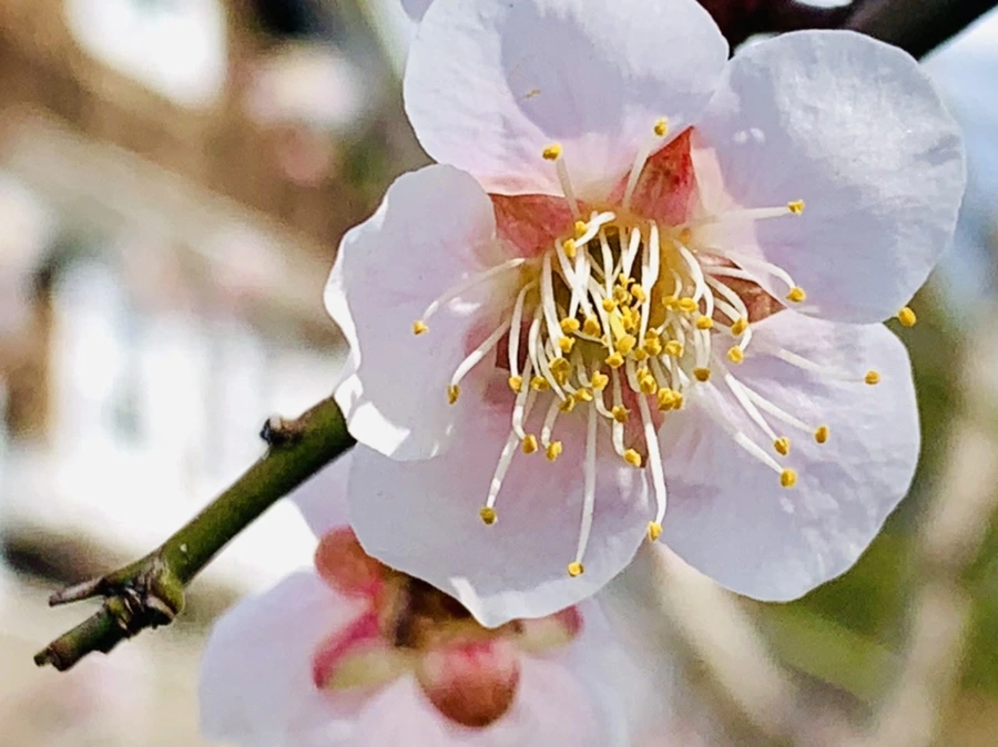 IMG_1041.jpg?type=w966