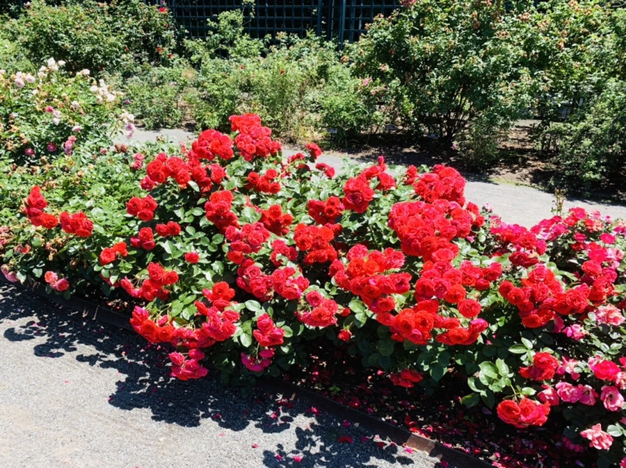 IMG_4176.jpg?type=w966