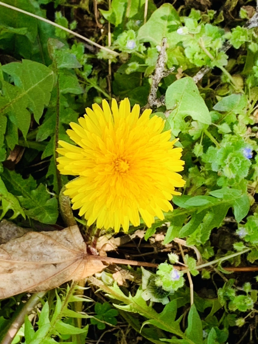 IMG_4521.jpg?type=w966