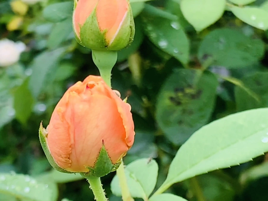 IMG_0957.jpg?type=w966