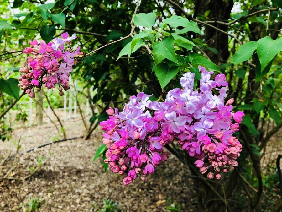 IMG_5470.jpg?type=w966