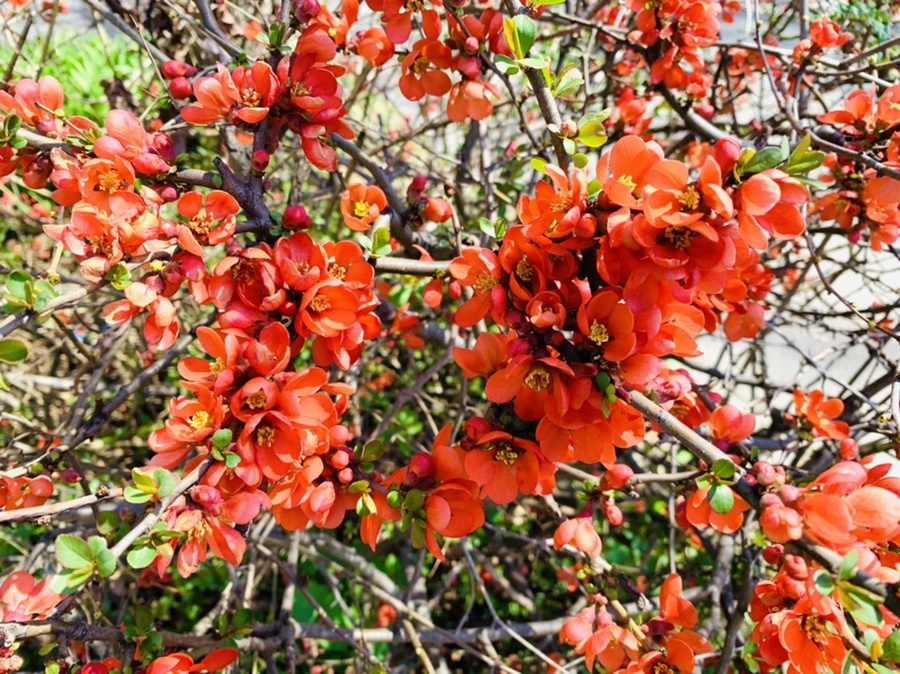 IMG_8485.jpg?type=w966