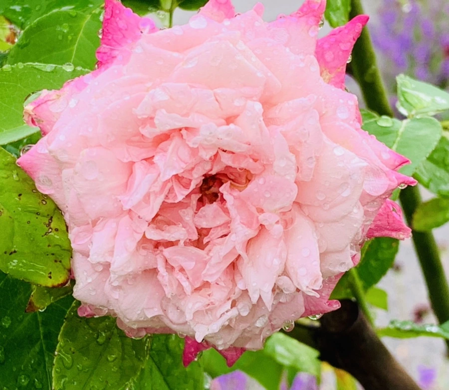 IMG_9581.jpg?type=w966