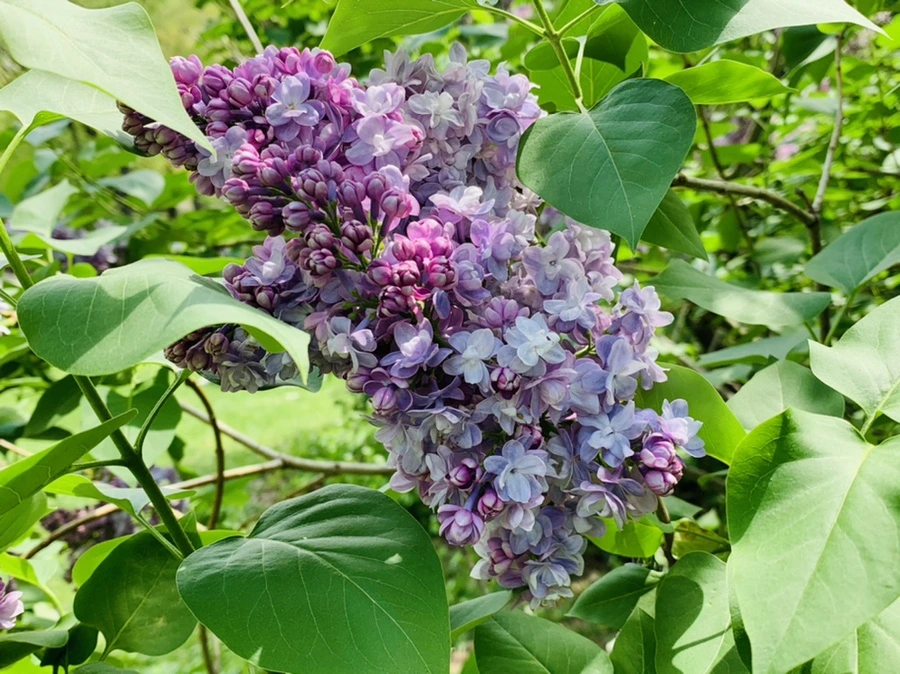 IMG_8806.jpg?type=w966