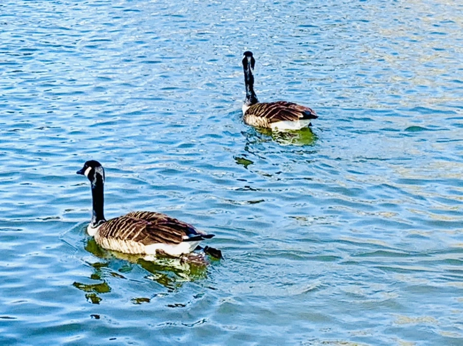 IMG_9896.jpg?type=w966