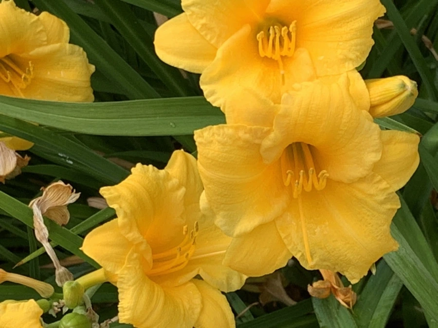 IMG_6032.jpg?type=w966