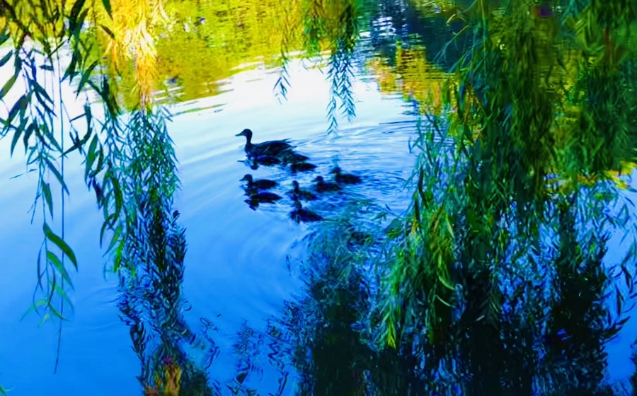 IMG_2569.jpg?type=w966