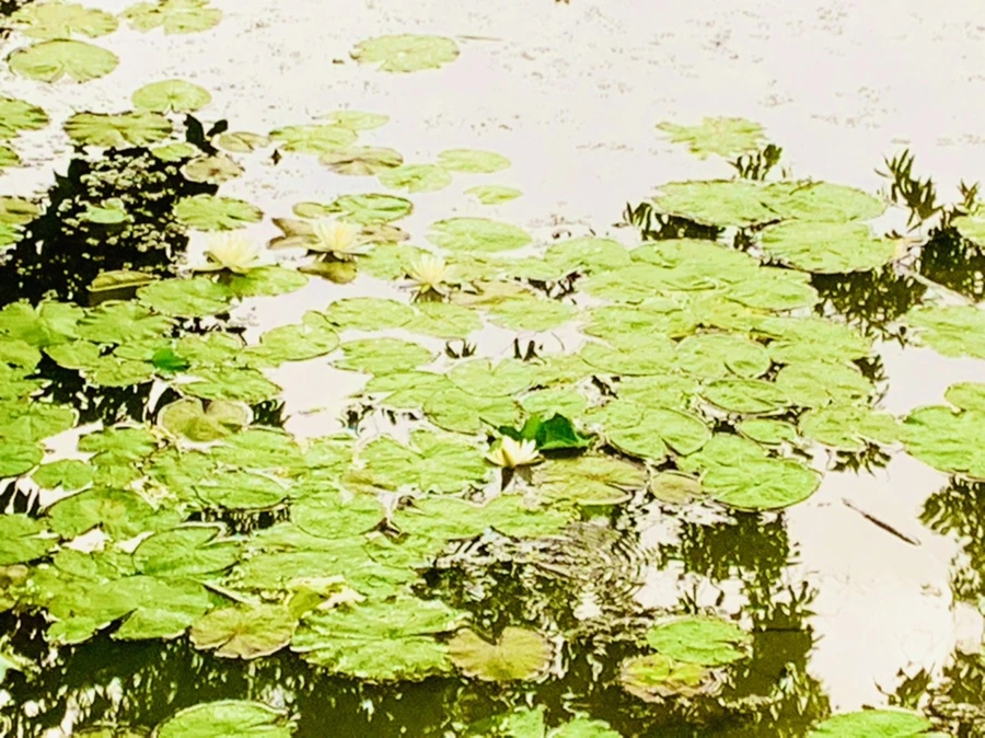 IMG_7825.jpg?type=w966