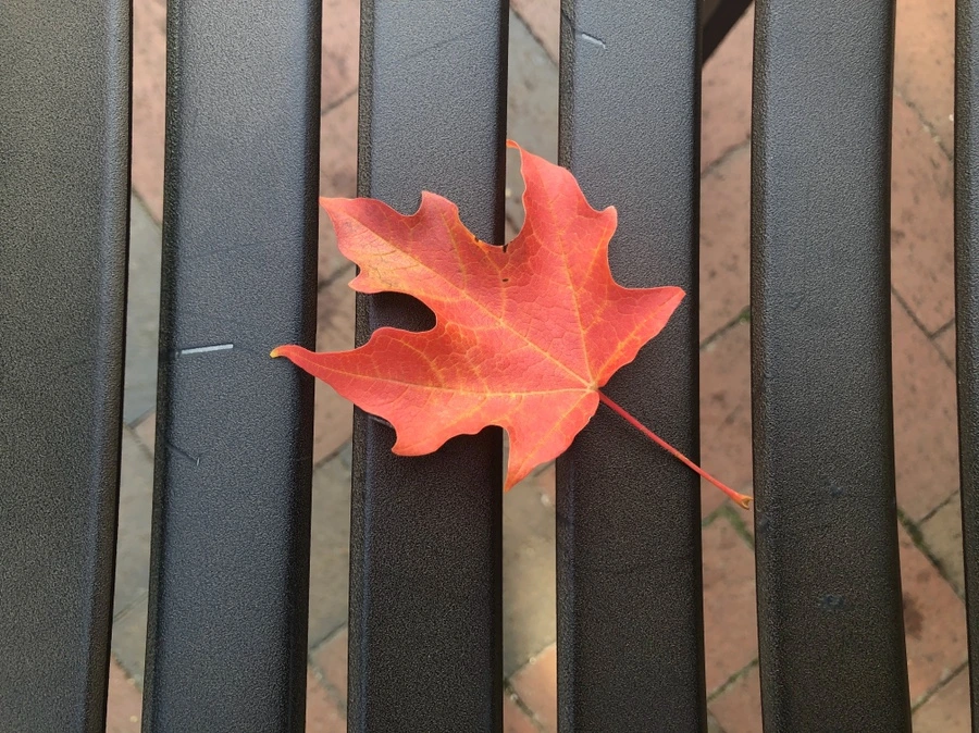 IMG_1033.jpg?type=w966