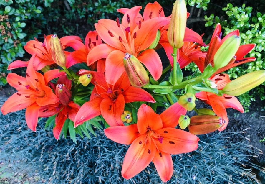 IMG_9375.jpg?type=w966