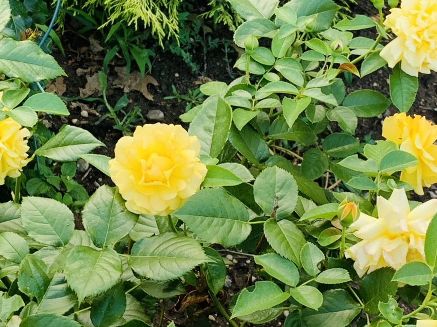 IMG_2961.jpg?type=w966