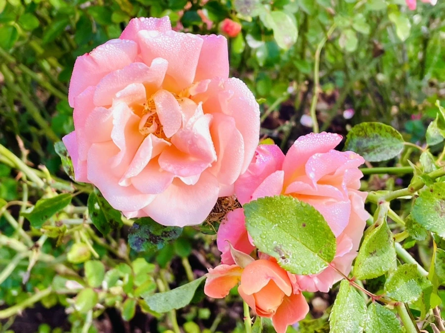 IMG_0993.jpg?type=w966