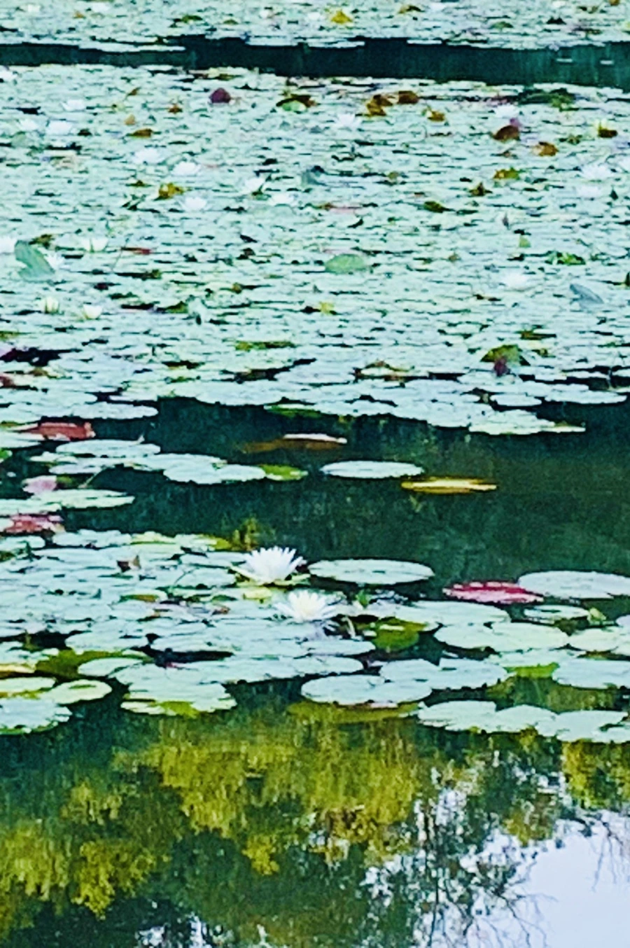 IMG_1962.jpg?type=w966