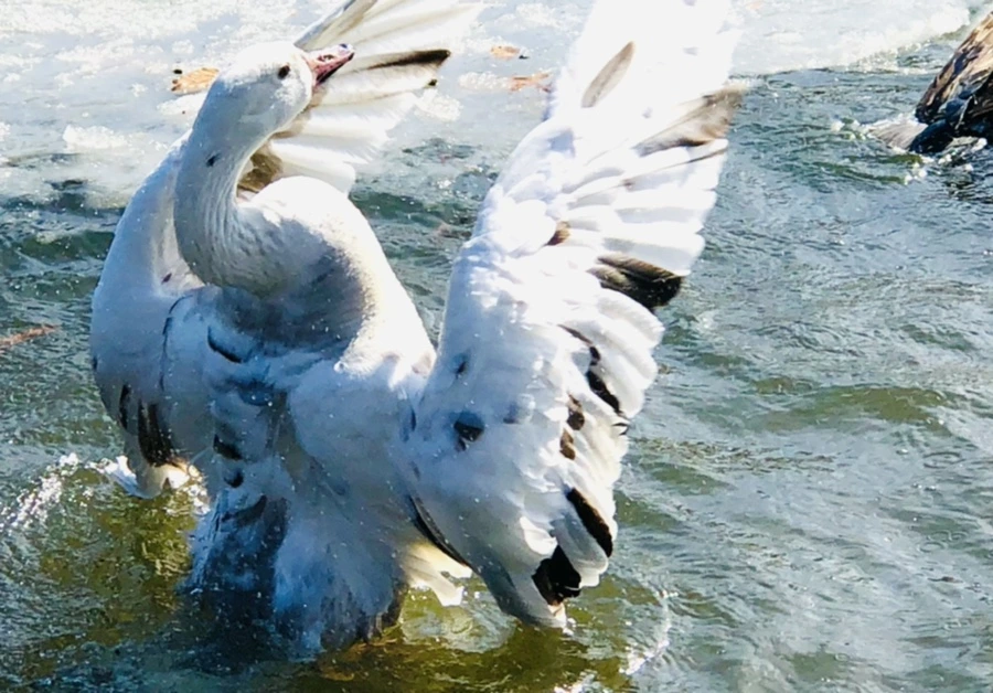 IMG_5402.jpg?type=w966