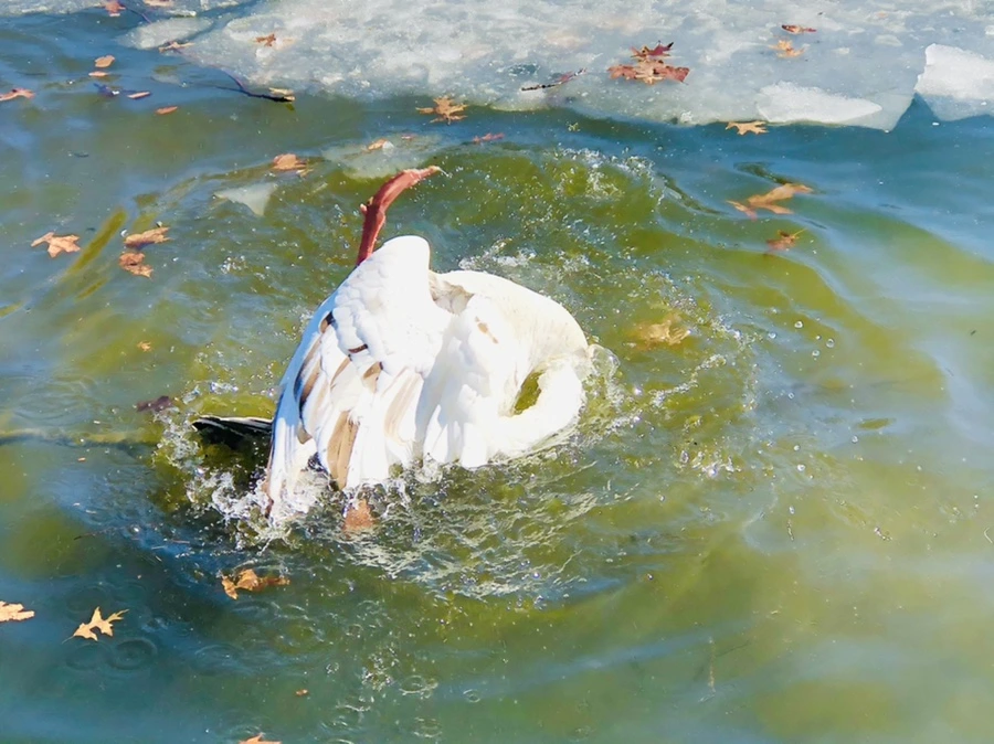 IMG_5198.jpg?type=w966