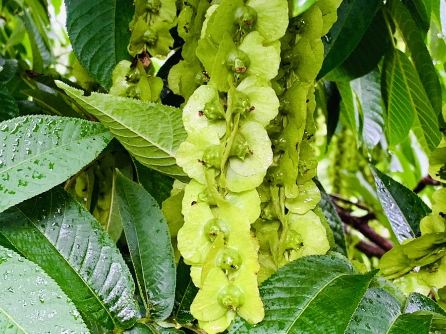 IMG_9562.jpg?type=w966