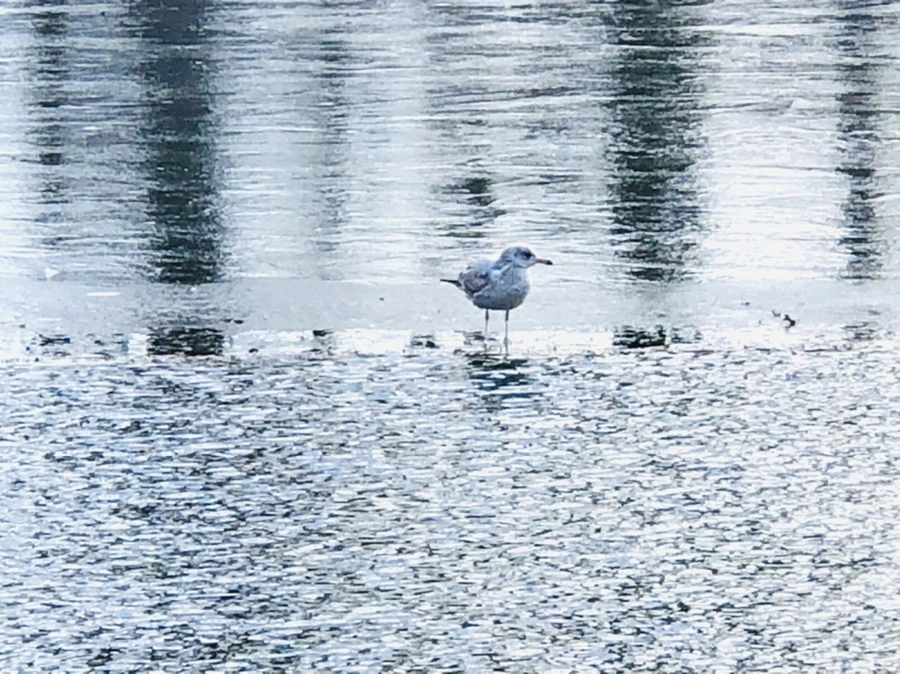 IMG_5290.jpg?type=w966