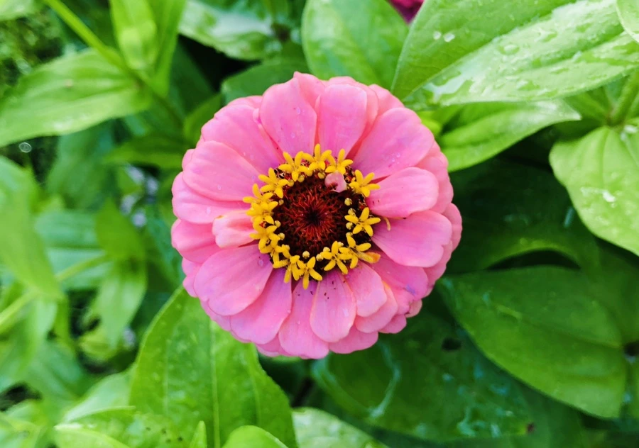 IMG_1615.jpg?type=w966