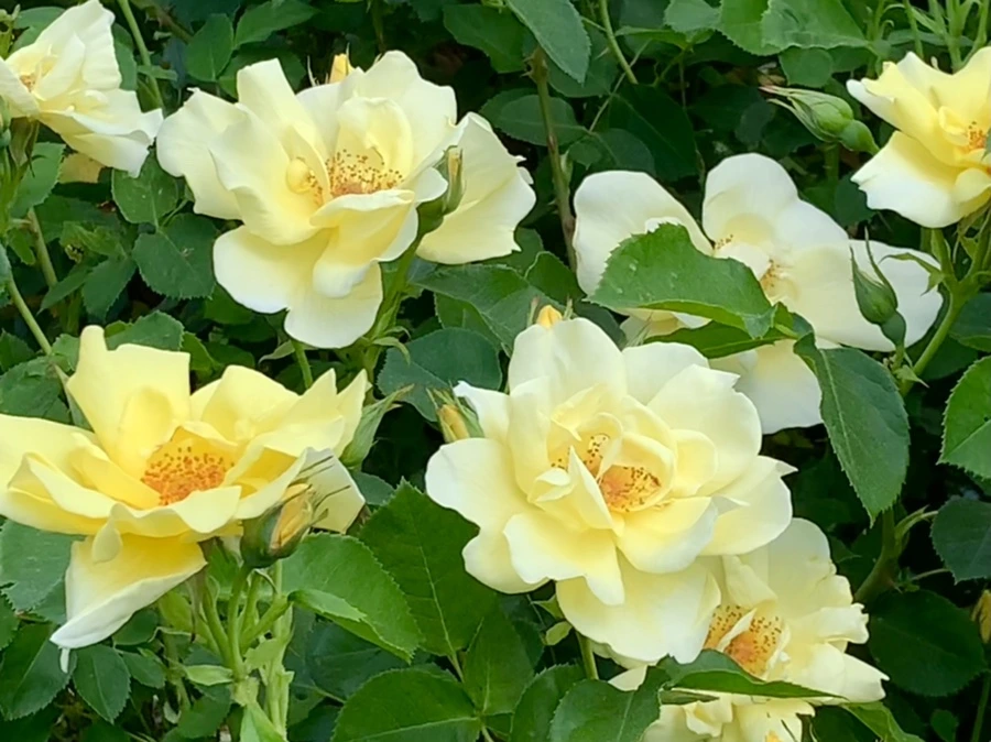 IMG_5820.jpg?type=w966