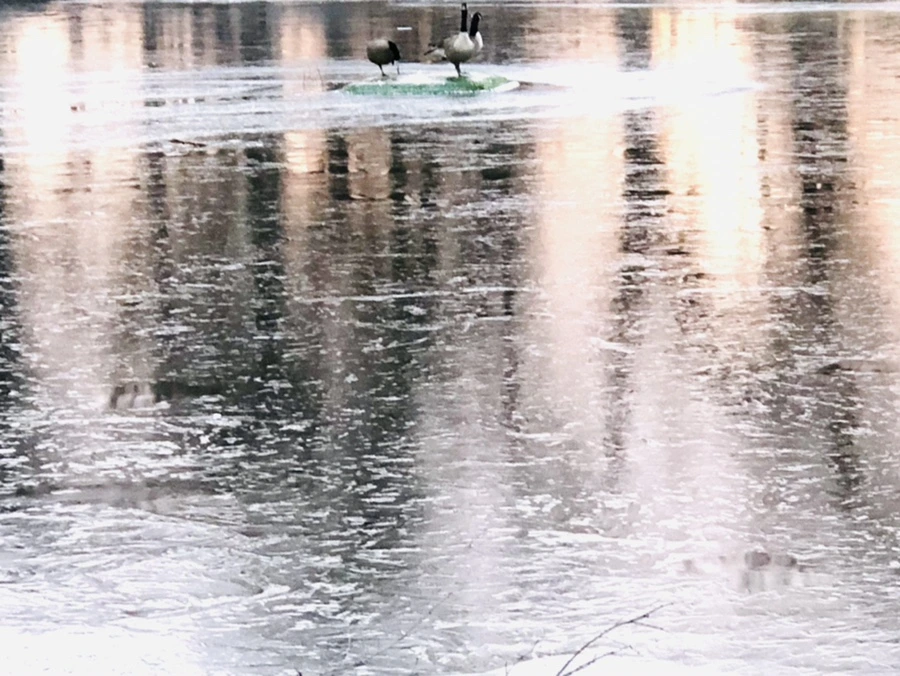 IMG_1919.jpg?type=w966