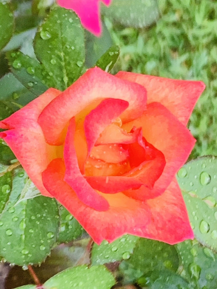 IMG_3734.jpg?type=w966