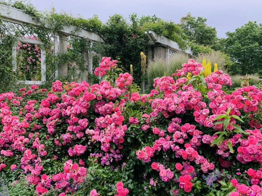 IMG_2748.jpg?type=w966