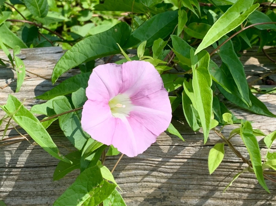 IMG_1346.jpg?type=w966