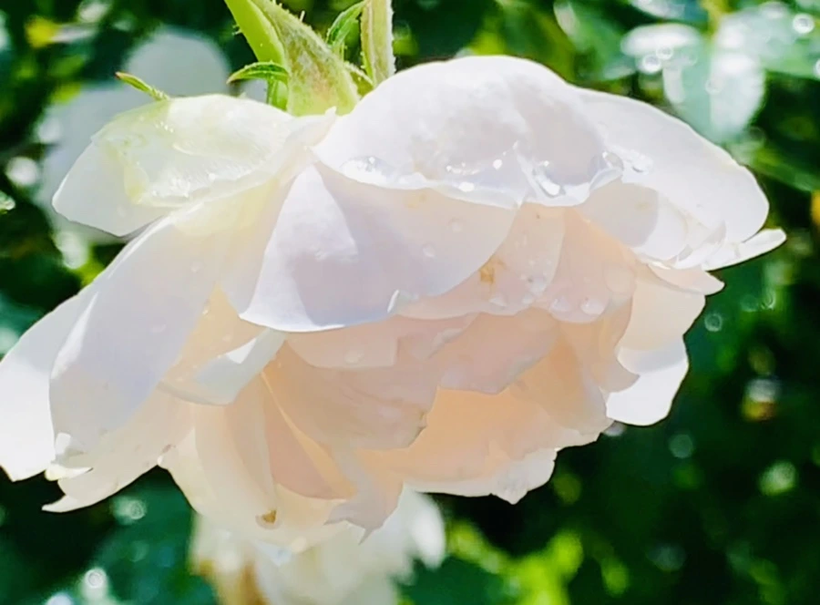 IMG_8437.jpg?type=w966