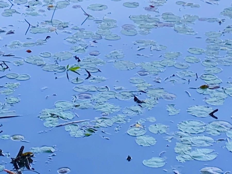 IMG_7195.jpg?type=w966