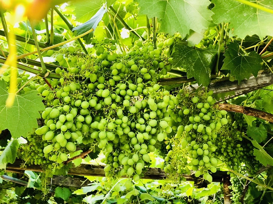 IMG_1146.jpg?type=w966