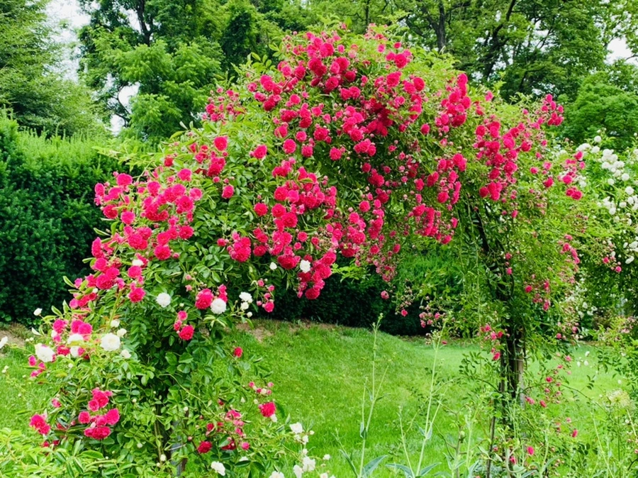 IMG_2906.jpg?type=w966