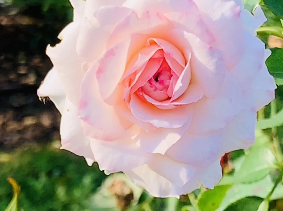 IMG_1221.jpg?type=w966