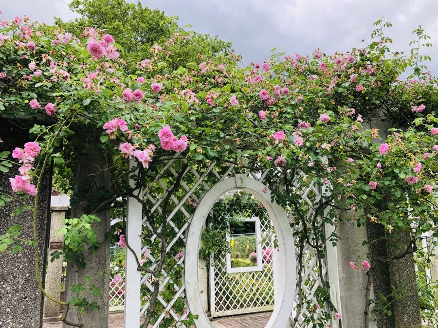 IMG_5982.jpg?type=w966