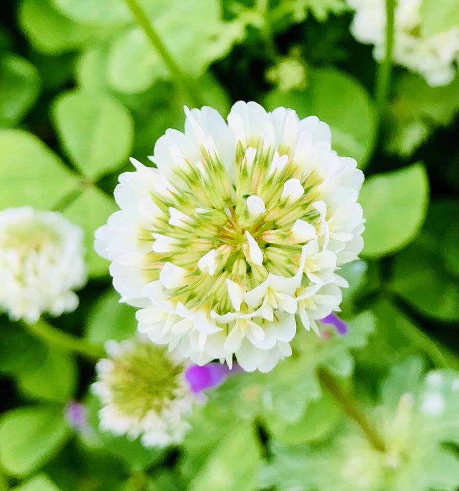 IMG_7956.jpg?type=w966