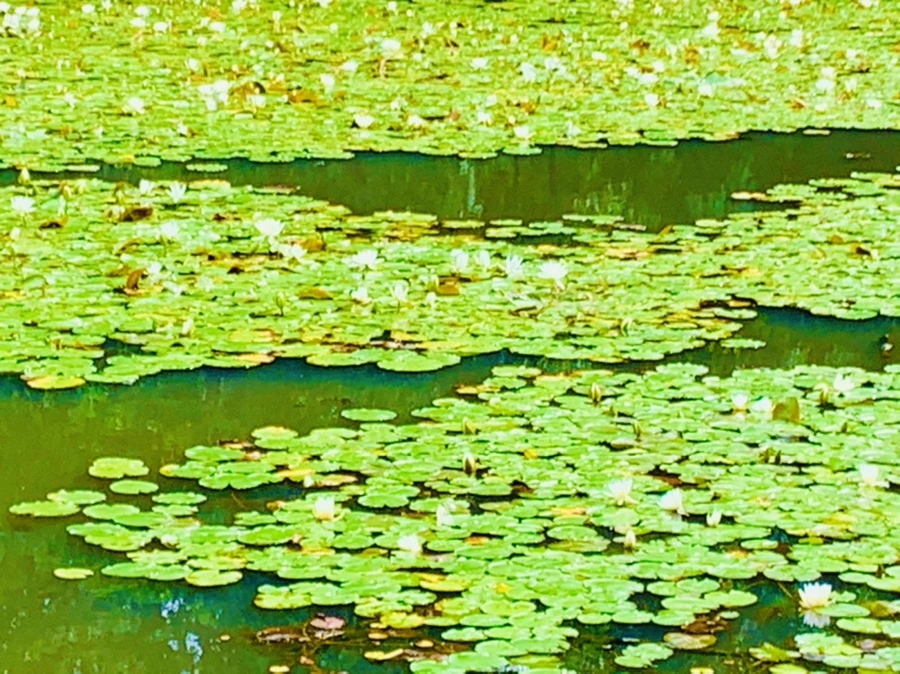 IMG_9282.jpg?type=w966